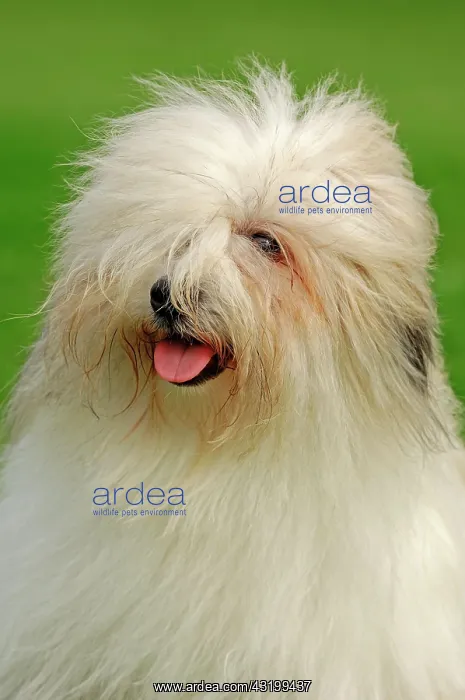 : Coton de Tulear, portrait Coton de Tulear | Coton : Coton de Tulear, portrait Coton de Tulear | Coton