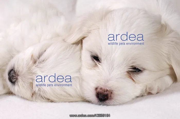 : Coton de Tulear puppies at 5 weeks : Coton de Tulear puppies at 5 weeks