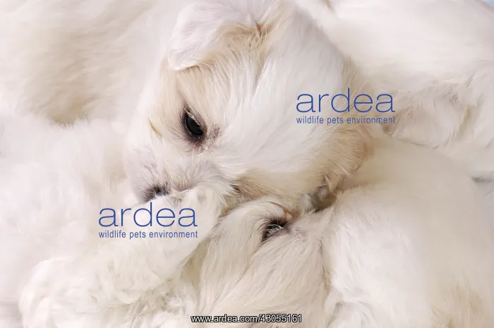  : Coton de Tulear puppies at 5 weeks