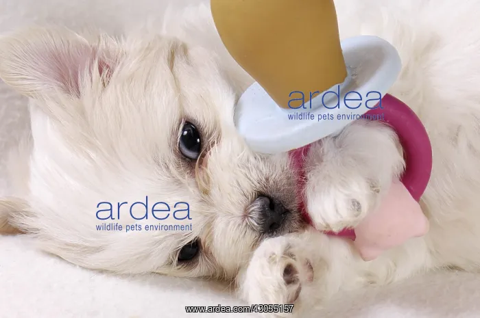 : Coton de Tulear puppy at 5 weeks : Coton de Tulear puppy at 5 weeks