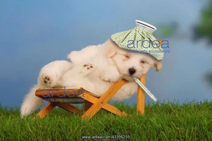 : Coton de Tulear, puppy, 6 weeks, in recliner, with f : Coton de Tulear, puppy, 6 weeks, in recliner, with f
