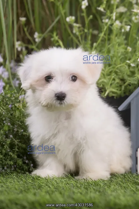 : Coton de Tulear puppy outdoors