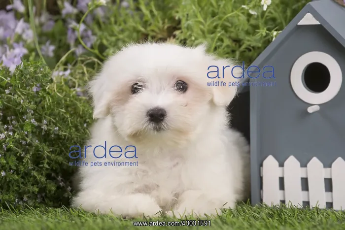  : Coton de Tulear puppy outdoors