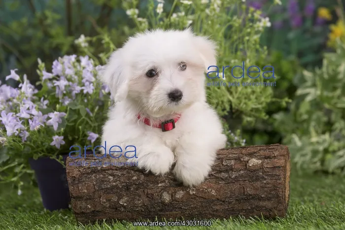  : Coton de Tulear puppy outdoors
