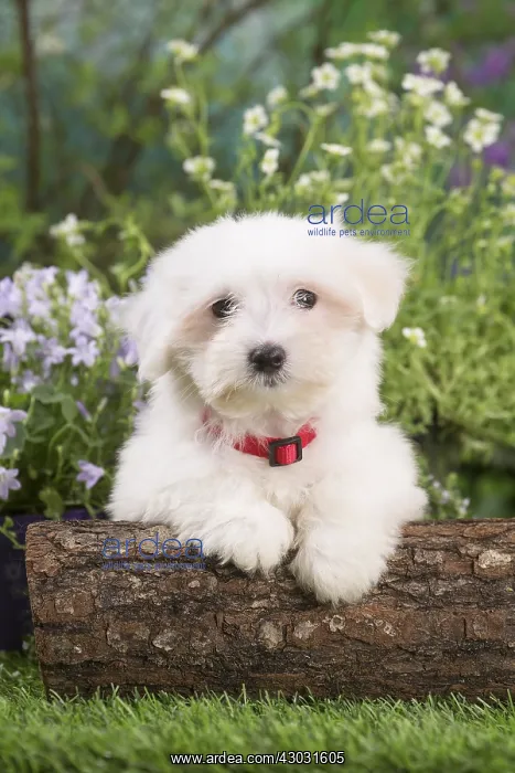  : Coton de Tulear puppy outdoors