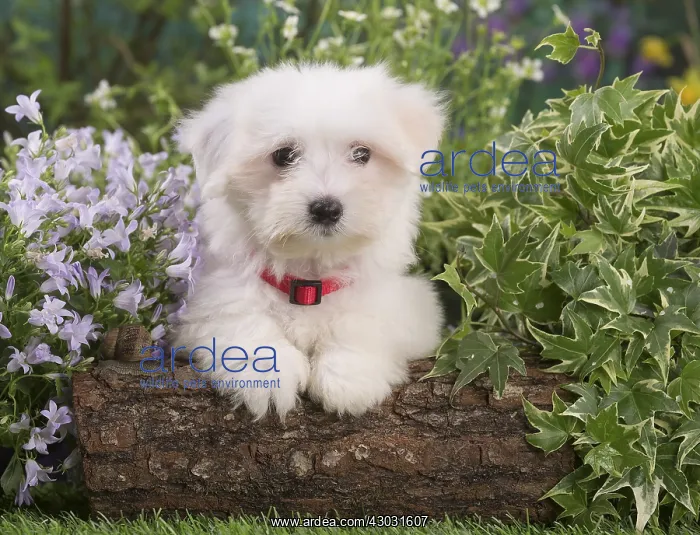  : Coton de Tulear puppy outdoors