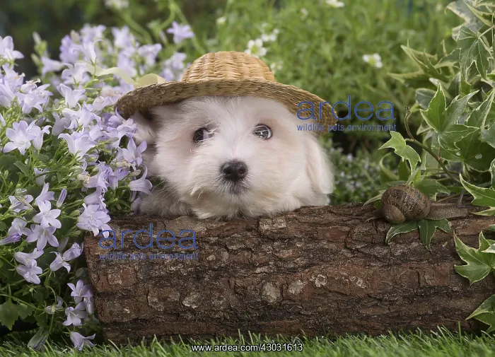  : Coton de Tulear puppy outdoors