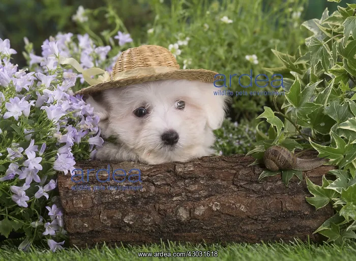  : Coton de Tulear puppy outdoors