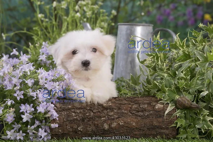  : Coton de Tulear puppy outdoors
