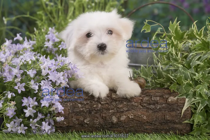 : Coton de Tulear puppy outdoors