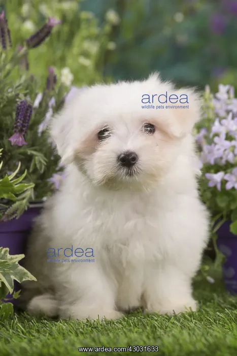  : Coton de Tulear puppy outdoors