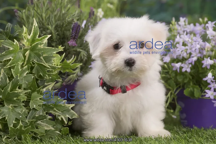  : Coton de Tulear puppy outdoors