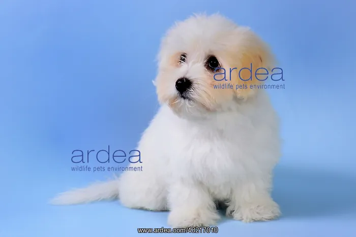 : Coton de Tulear puppy sitting on blue background : Coton de Tulear puppy sitting on blue background
