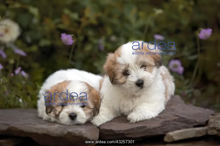 : The Coton de Tulear is a small breed of dog. It : The Coton de Tulear is a small breed of dog. It