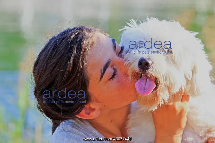 : Coton de Tulear and young girl Mandelieu la Napoule : Coton de Tulear and young girl Mandelieu la Napoule