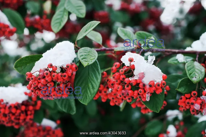 : Cotoneaster : Cotoneaster
