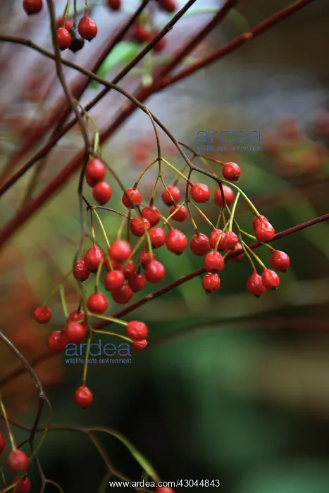 : Cotoneaster : Cotoneaster