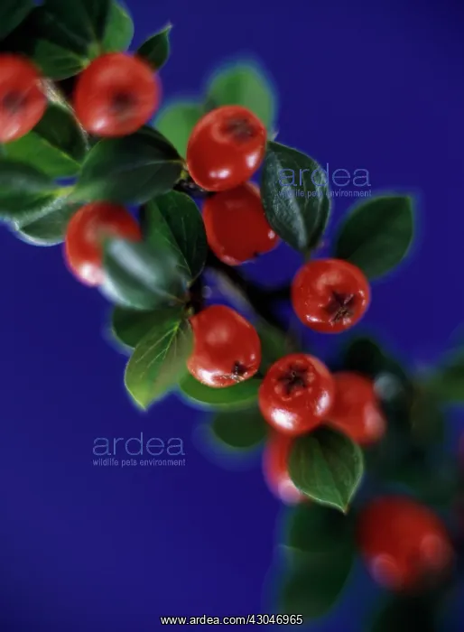 : Cotoneaster : Cotoneaster