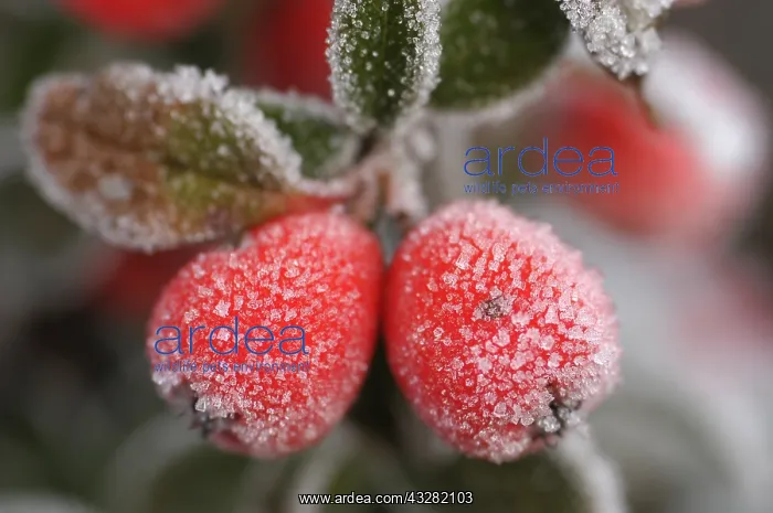  : cotoneaster