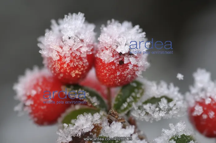  : cotoneaster