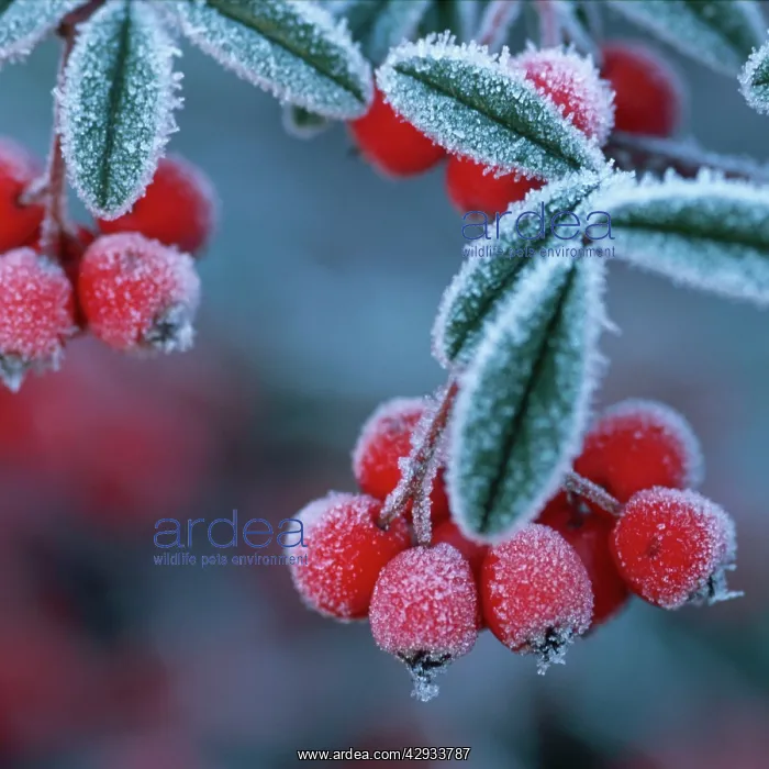 : Cotoneaster Berries - Covered in frost : Cotoneaster Berries - Covered in frost