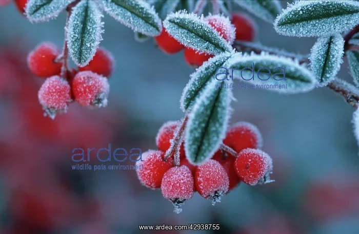 : Cotoneaster Berries - Covered in frost / frosted : Cotoneaster Berries - Covered in frost / frosted