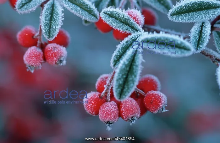 : Cotoneaster Berries - Covered in frost / frosted : Cotoneaster Berries - Covered in frost / frosted