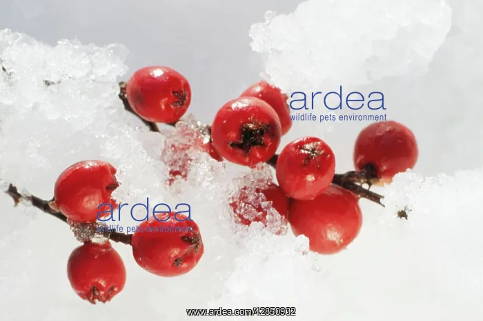 : Cotoneaster berries - in snow : Cotoneaster berries - in snow