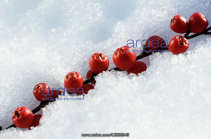 : Cotoneaster berries - in snow : Cotoneaster berries - in snow