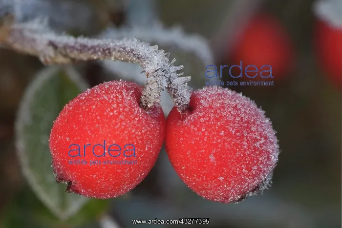: Cotoneaster, Cotoneaster bullatus Firebird, Red : Cotoneaster, Cotoneaster bullatus Firebird, Red