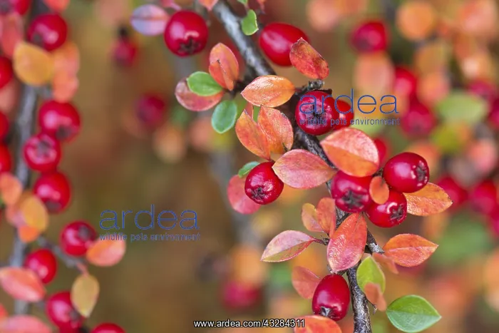 : Cotoneaster, Cotoneaster cultivar, Red subject : Cotoneaster, Cotoneaster cultivar, Red subject