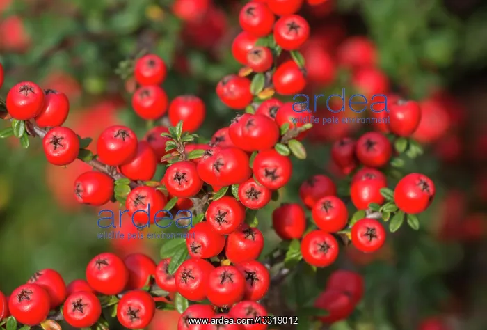 : Cotoneaster, Cotoneaster cultivar, Red subject : Cotoneaster, Cotoneaster cultivar, Red subject
