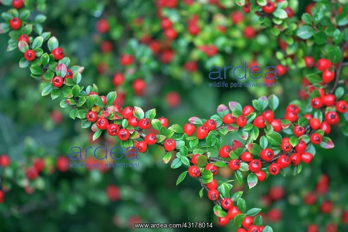  : Cotoneaster, Cotoneaster x suecicus Coral Beauty