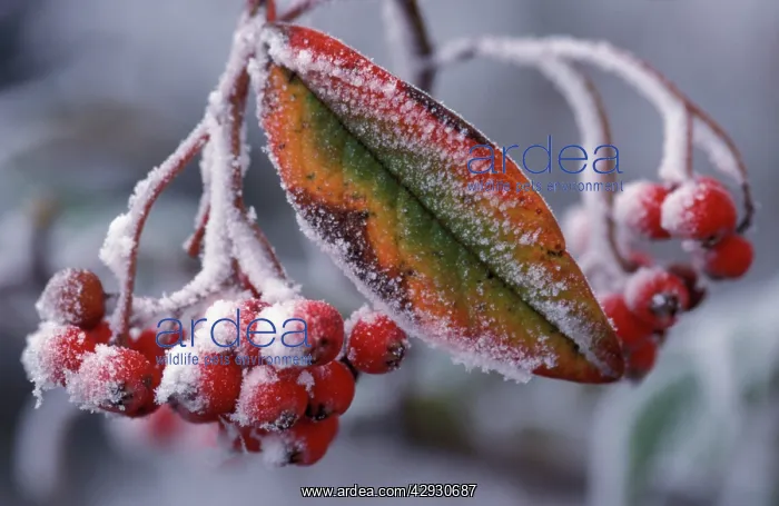 : Cotoneaster - frosted berries : Cotoneaster - frosted berries