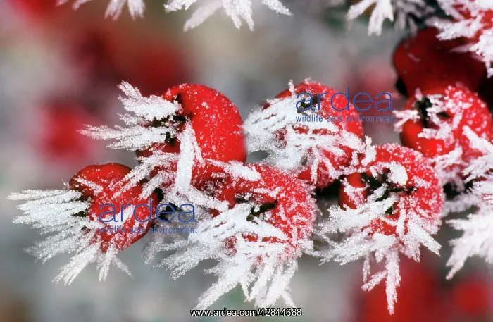 : Cotoneaster - frozen berries : Cotoneaster - frozen berries