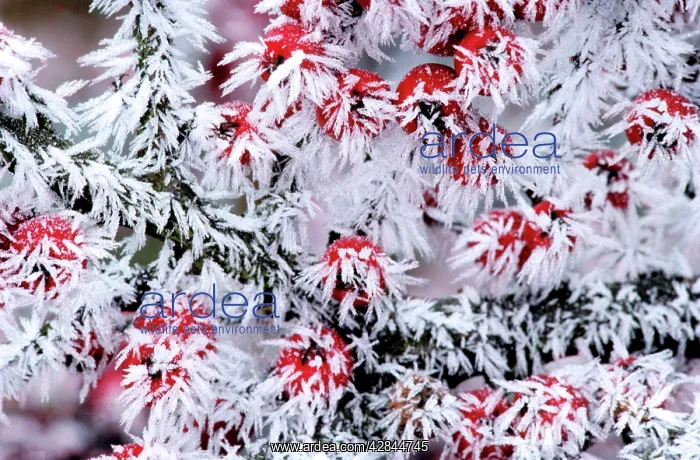 : Cotoneaster - frozen berries : Cotoneaster - frozen berries