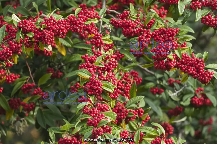 : Cotoneaster, Himalayan tree cotoneaster, Cotoneaster : Cotoneaster, Himalayan tree cotoneaster, Cotoneaster