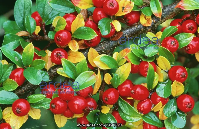 : COTONEASTER HORIZONTALIS - close-up of berries : COTONEASTER HORIZONTALIS - close-up of berries