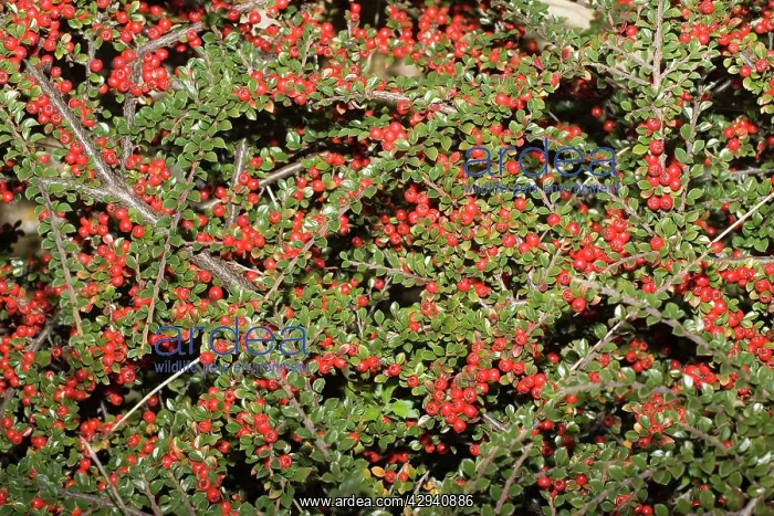 : Cotoneaster plant - with abundant red berries : Cotoneaster plant - with abundant red berries