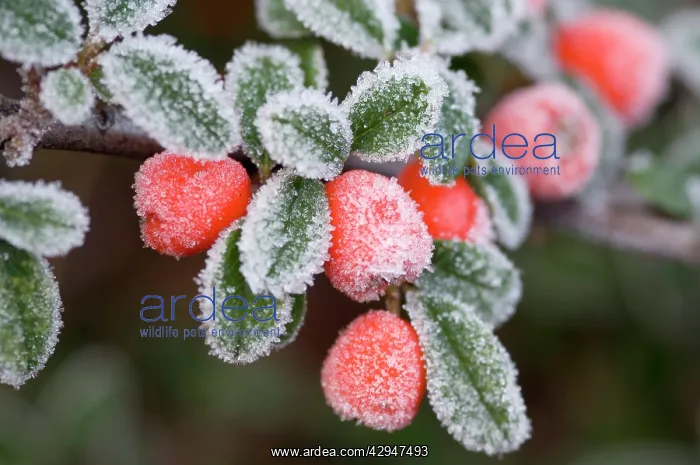 : Cotoneaster Rimed berries - In frost : Cotoneaster Rimed berries - In frost