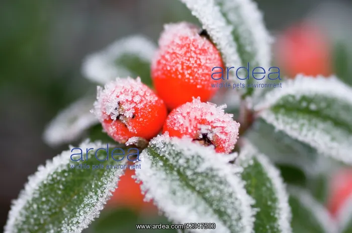 : Cotoneaster Rimed berries - In frost : Cotoneaster Rimed berries - In frost