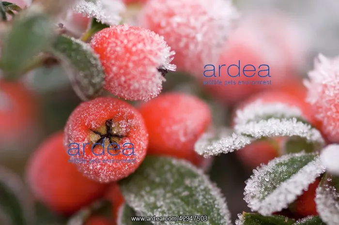 : Cotoneaster Rimed berries - In frost : Cotoneaster Rimed berries - In frost