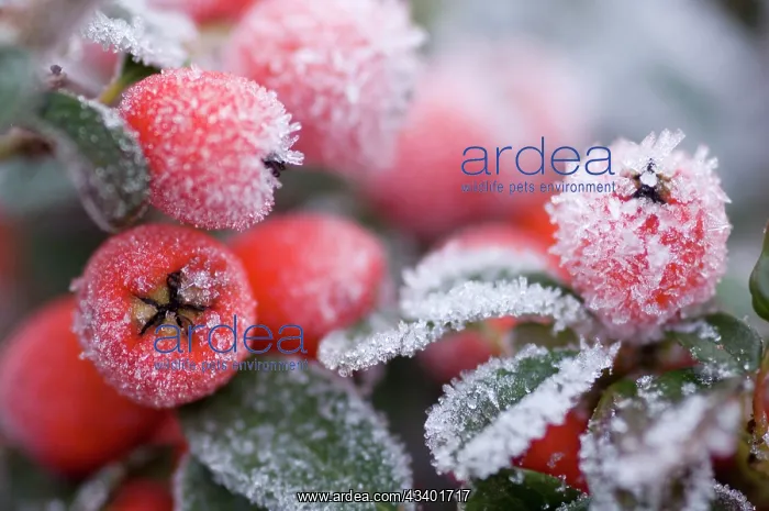 : Cotoneaster Rimed berries - In frost : Cotoneaster Rimed berries - In frost