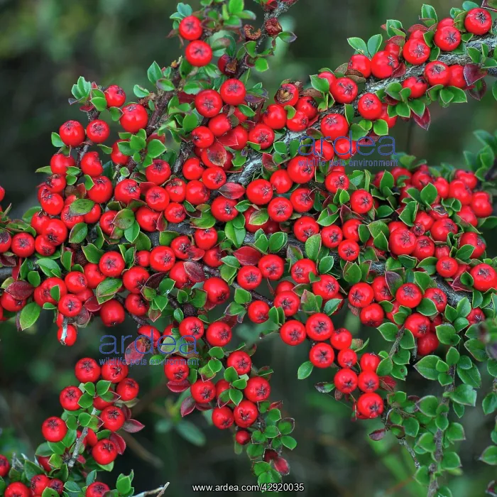 : Cotoneaster - ripe berries in autmn, garden escape : Cotoneaster - ripe berries in autmn, garden escape