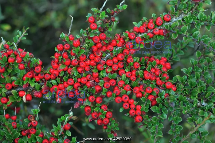 : Cotoneaster - ripe berries in autumn, garden escape : Cotoneaster - ripe berries in autumn, garden escape