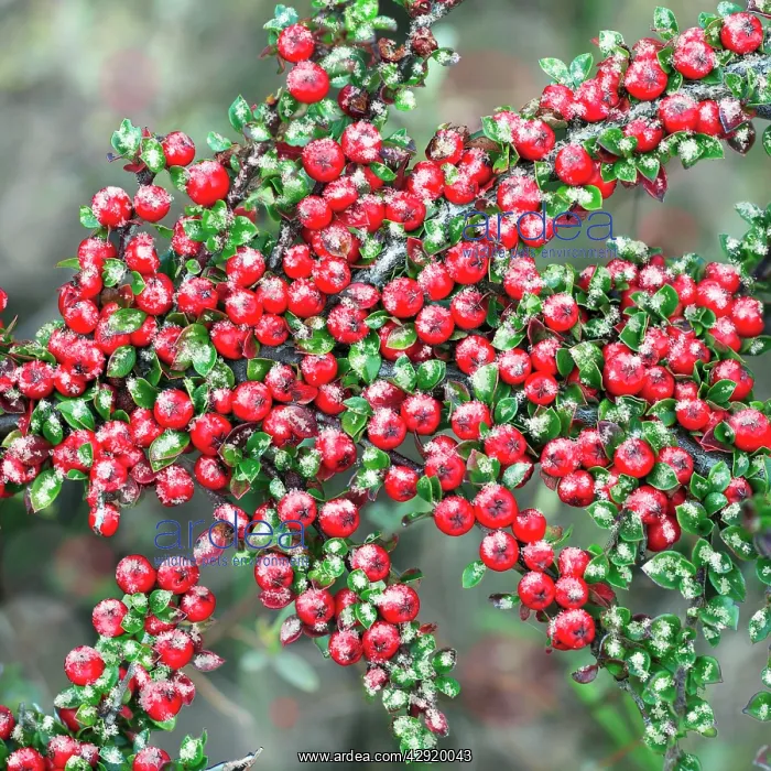 : Cotoneaster - ripe berries in winter, garden escape : Cotoneaster - ripe berries in winter, garden escape