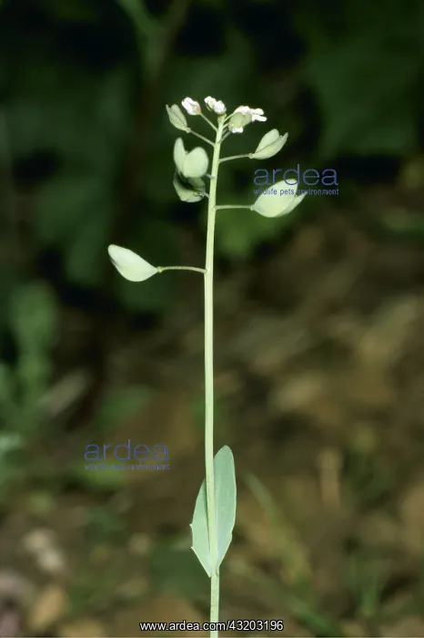 : COTSWOLD PENNY CRESS : COTSWOLD PENNY CRESS