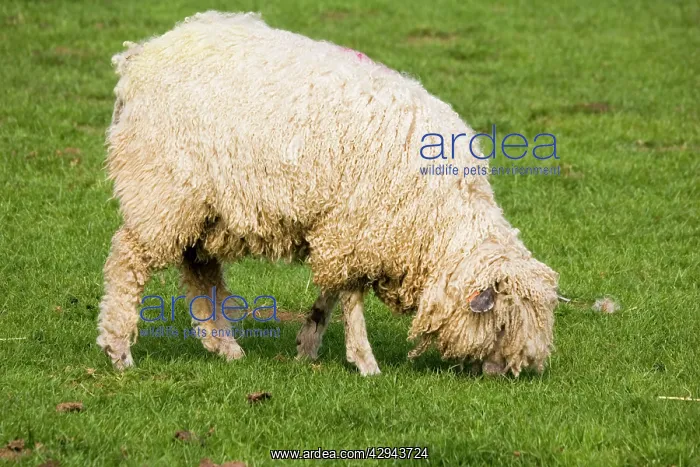 : Cotswold sheep - ewe grazing : Cotswold sheep - ewe grazing