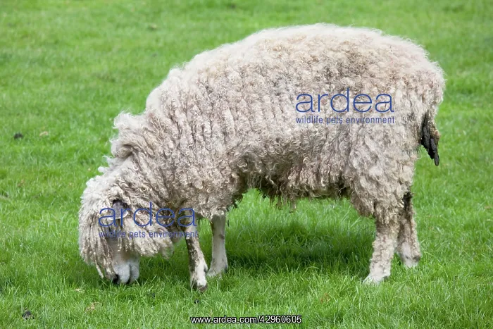 : Cotswold Sheep Ewe - grazing - Rare Breed Trust : Cotswold Sheep Ewe - grazing - Rare Breed Trust
