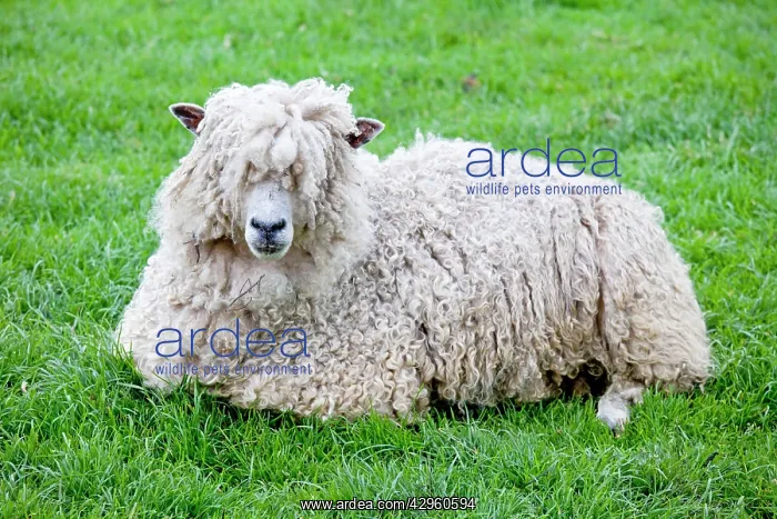 : Cotswold Sheep Ewe - sitting - Rare Breed Trust : Cotswold Sheep Ewe - sitting - Rare Breed Trust